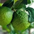 Zastosowanie liści limonki kaffir